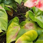 Reconhecer, prevenir e tratar as queimaduras solares nas plantas