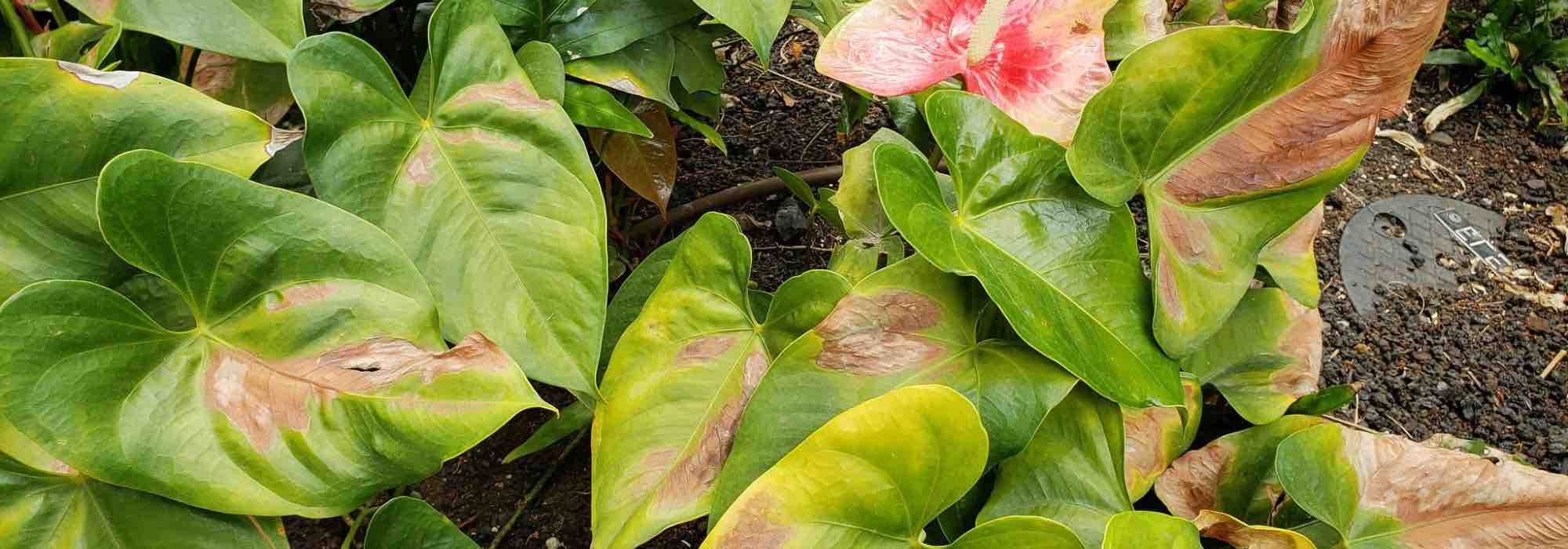 Reconhecer, prevenir e tratar as queimaduras solares nas plantas