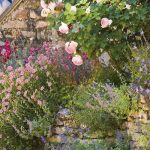 8 plantas perenes que toleram a seca e o calor para um jardim romântico