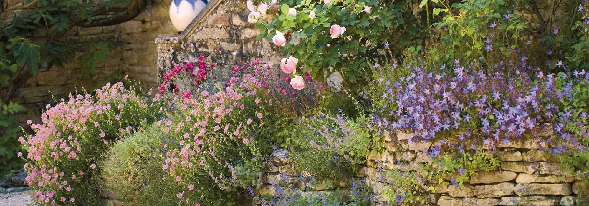 8 plantas perenes que toleram a seca e o calor para um jardim romântico