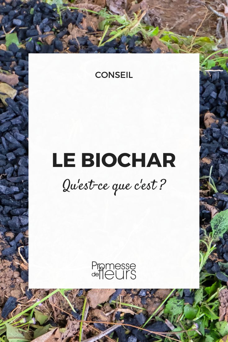 Utilizar biochar no jardim