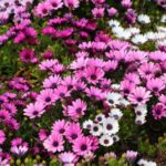 Fazer estacas de Osteospermum ou margarida-do-cabo
