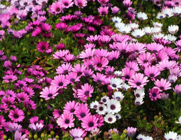 Fazer estacas de Osteospermum ou margarida-do-cabo