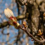 Ainda se pode confiar nos indicadores sazonais e fenológicos no jardim?