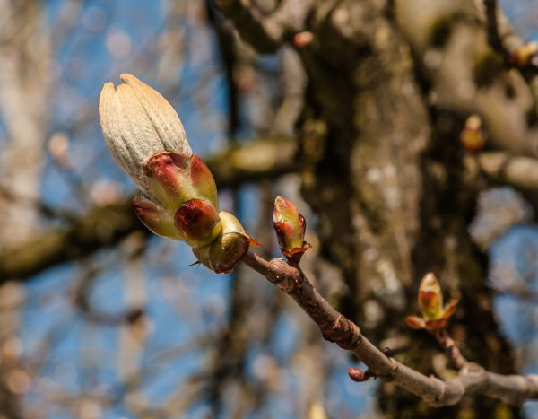 Ainda se pode confiar nos indicadores sazonais e fenológicos no jardim?