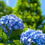 Canícula: como proteger as suas hortênsias?
