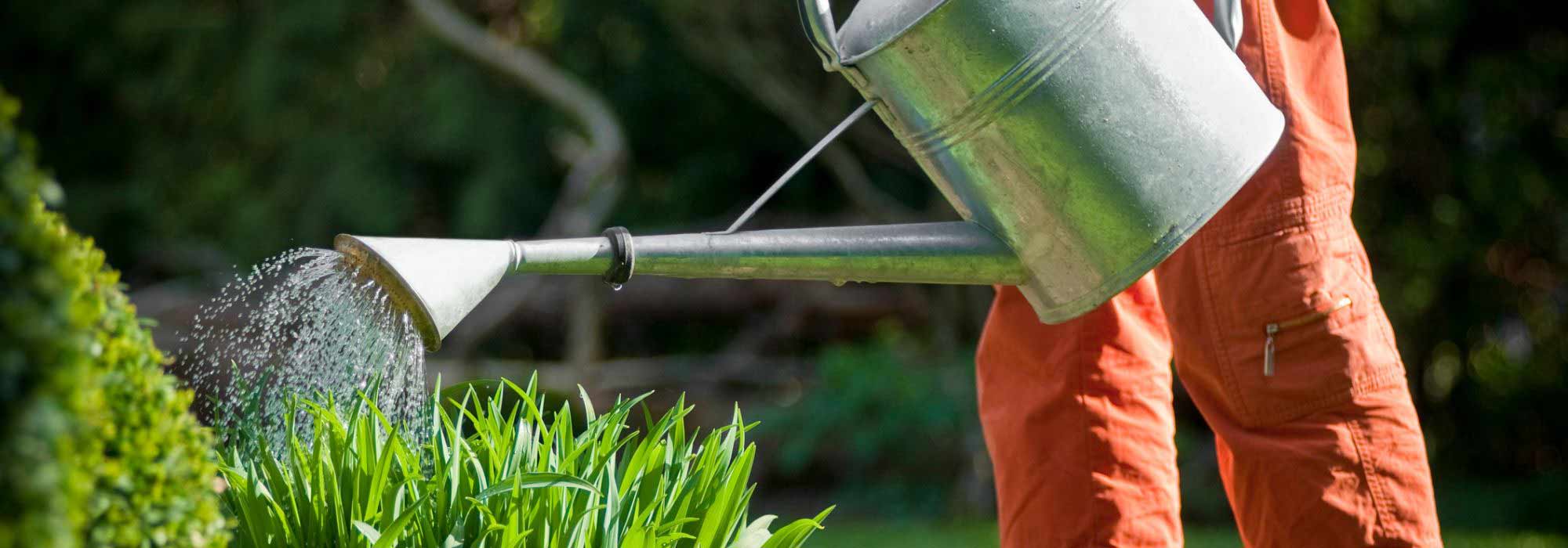 A rega das plantas durante ou após uma seca