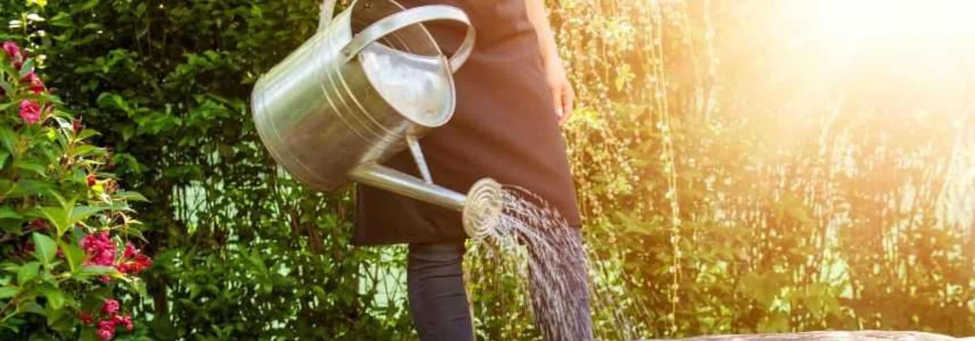 É necessário regar as plantas em pleno sol?