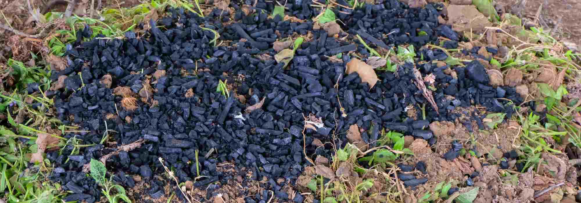 Biochar: o que é?