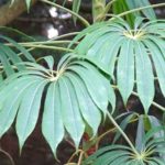 Fazer uma estaca de Schefflera