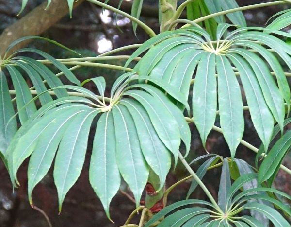 Fazer uma estaca de Schefflera