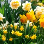 5 bolbos de primavera fáceis para principiantes