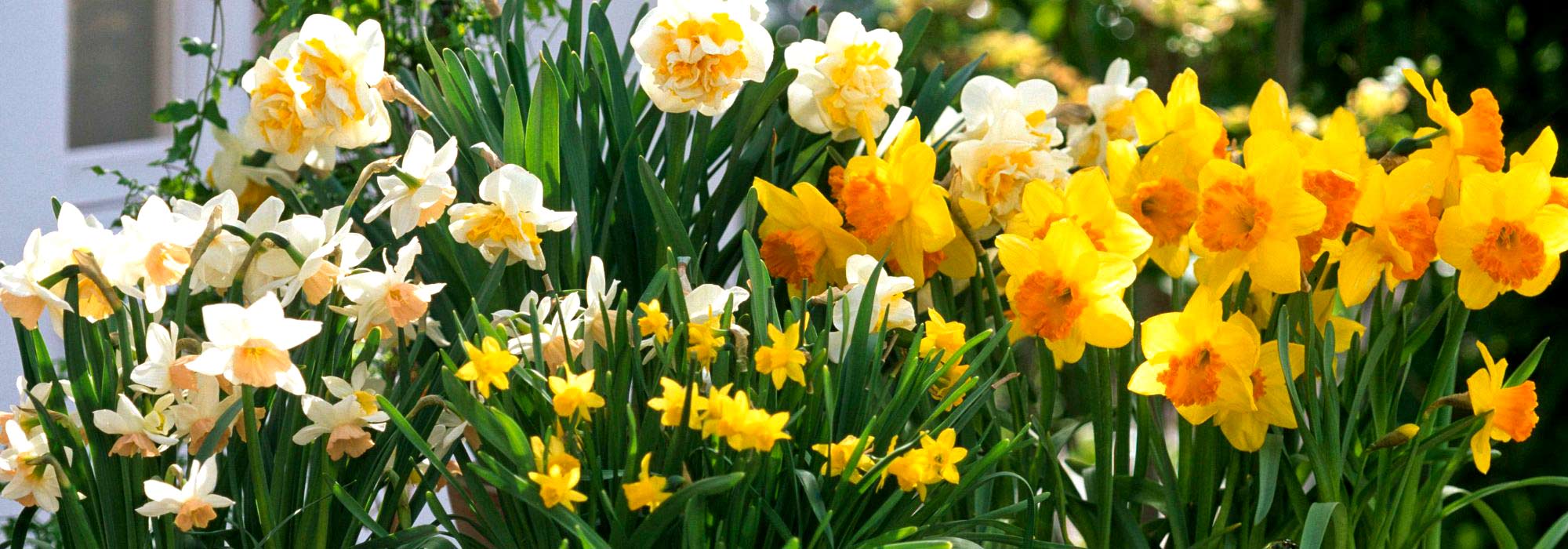 5 bolbos de primavera fáceis para principiantes