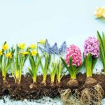Bolbos de primavera: o guia das profundidades