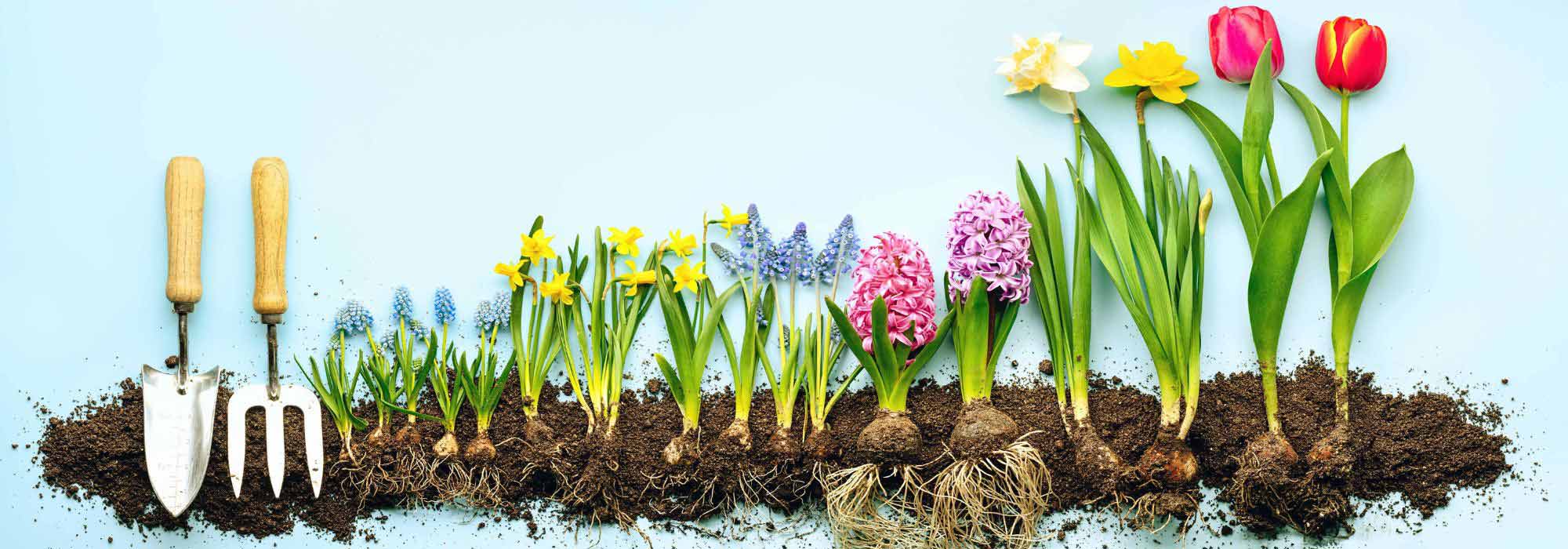 Bolbos de primavera: o guia das profundidades