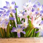 Cultivar Chionodoxa em vaso