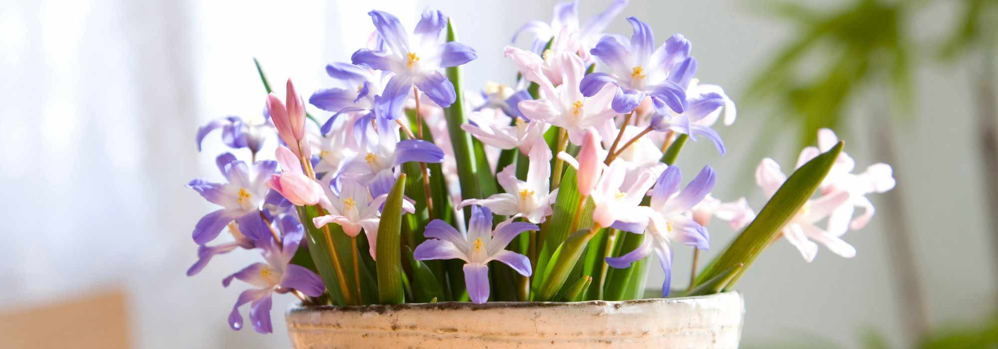Cultivar Chionodoxa em vaso
