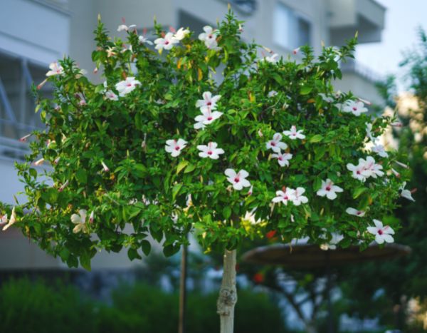 Formar um hibisco em árvore
