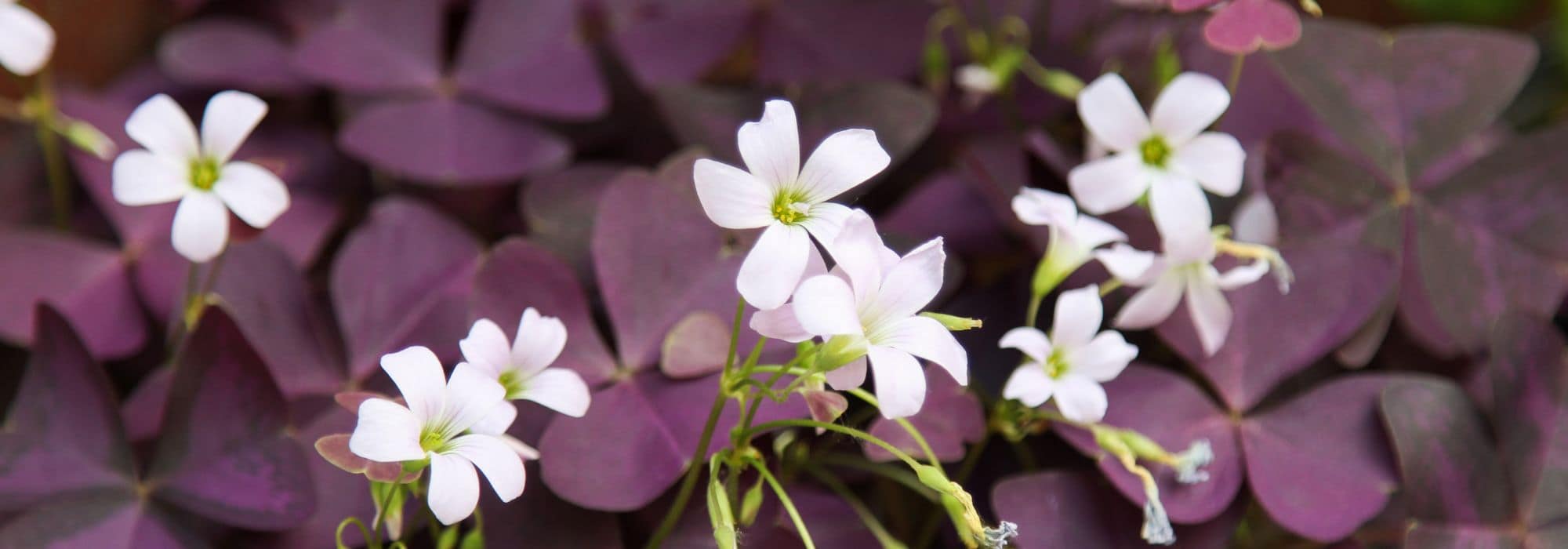 Cultivar oxális em vaso