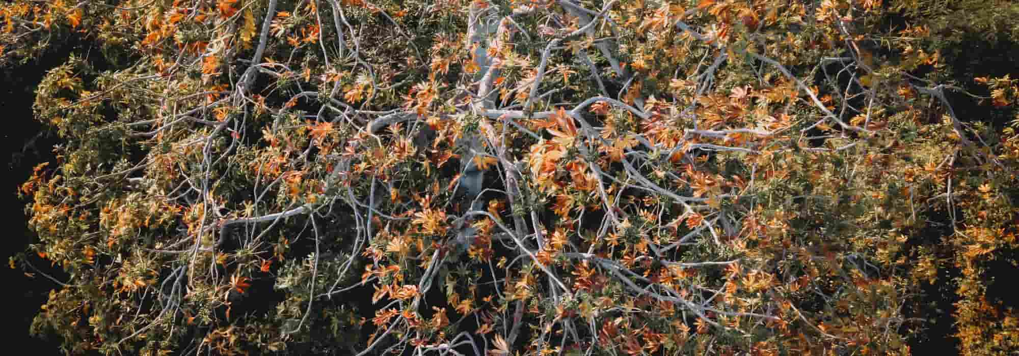 As plantas mais sensíveis ao calor e à seca