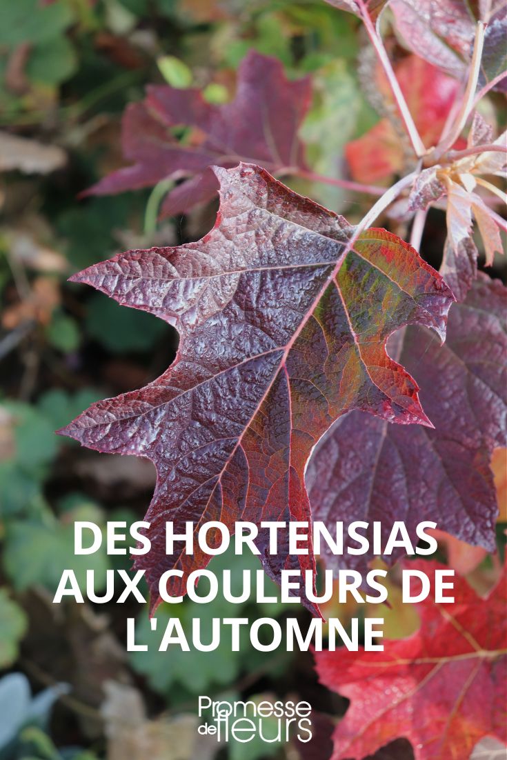 hortênsia com cores de outono