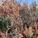 Como salvar as plantas do jardim depois de uma seca?