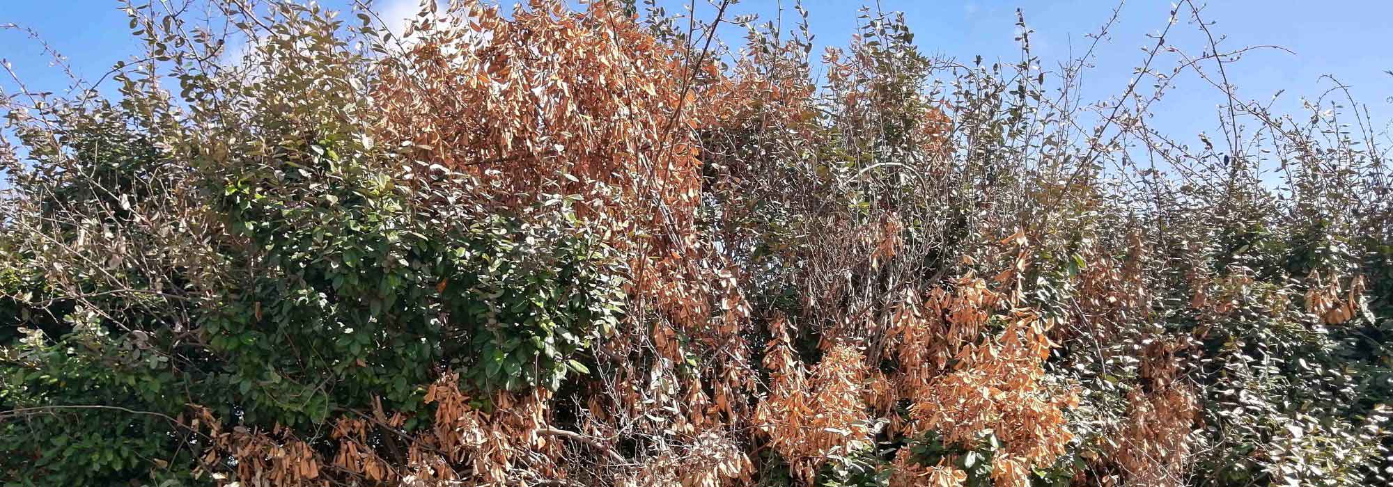 Como salvar as plantas do jardim depois de uma seca?