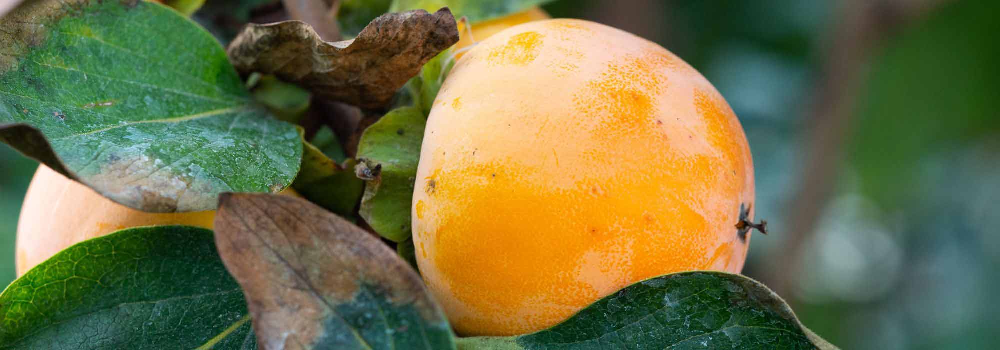 Doenças e pragas do diospireiro