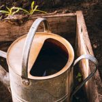 Horta: os legumes que precisam de mais água