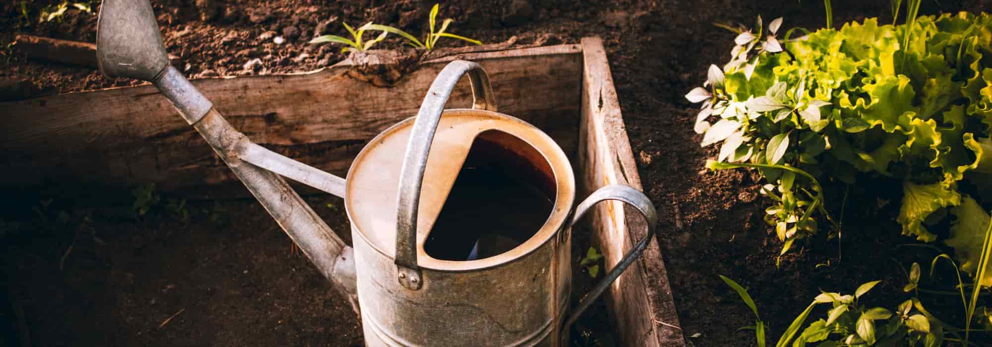 Horta: os legumes que precisam de mais água