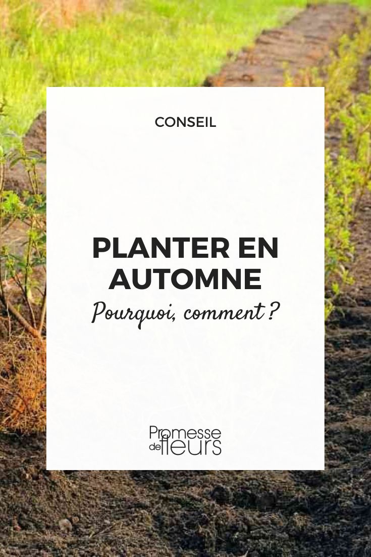 Plantar no outono: porquê e como