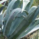 7 plantas suculentas rústicas