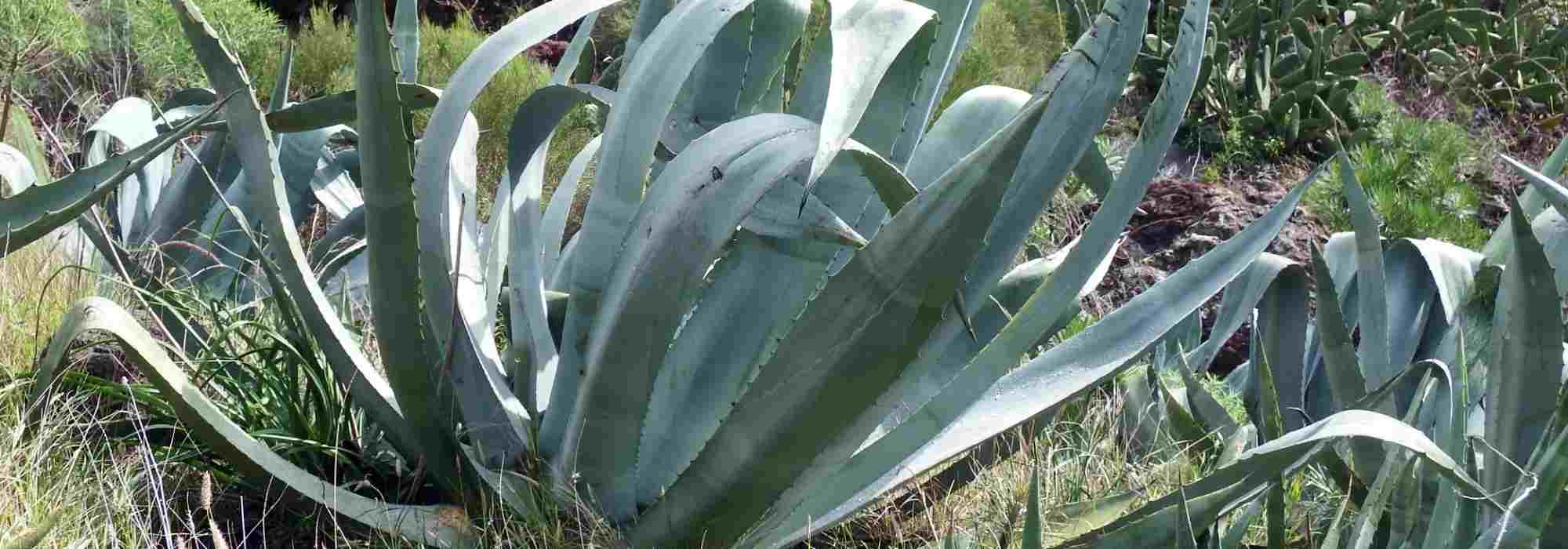 7 plantas suculentas rústicas