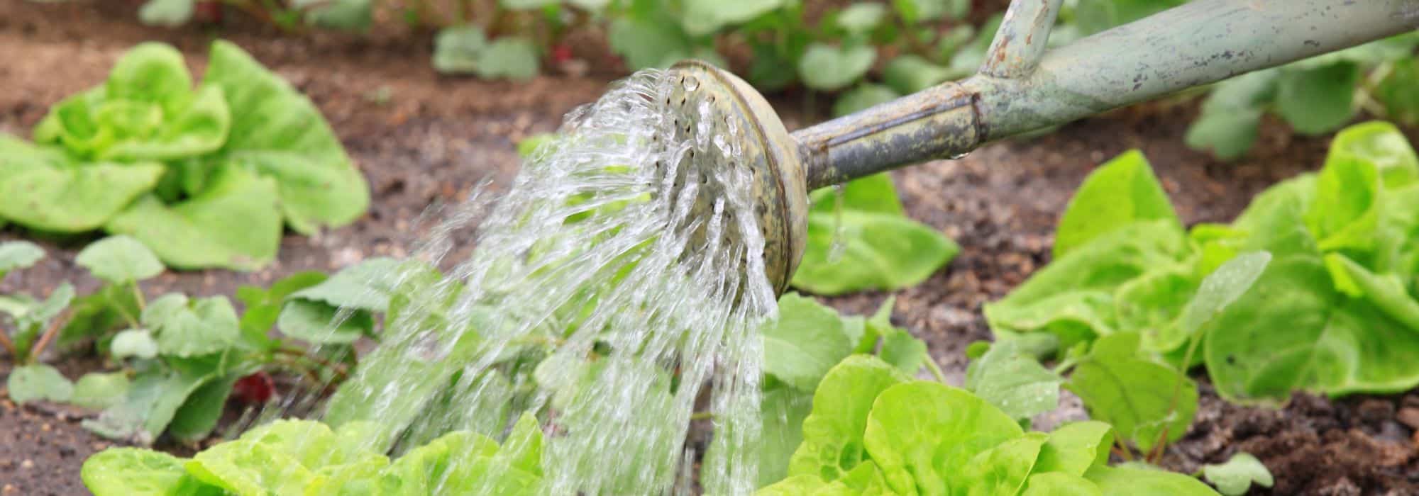 Horta: Que legumes regar primeiro?