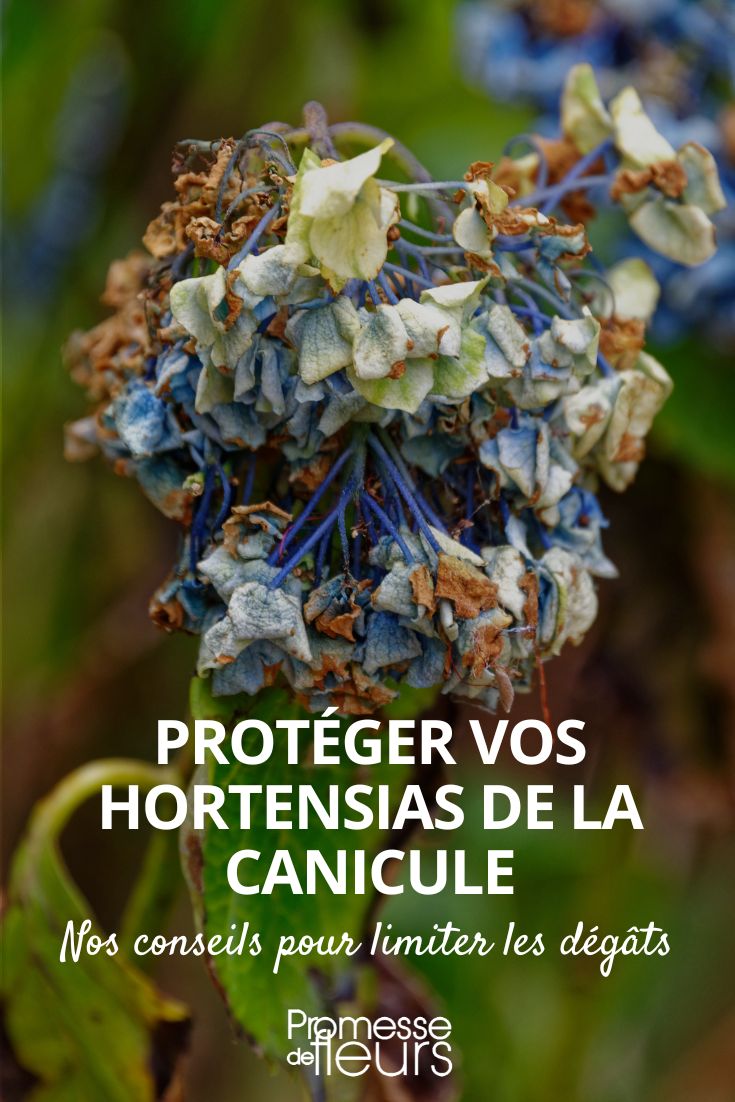 proteger as hortênsias da canícula