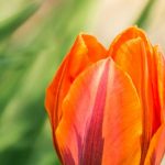 Tulipas: os nossos conselhos para escalonar as florações