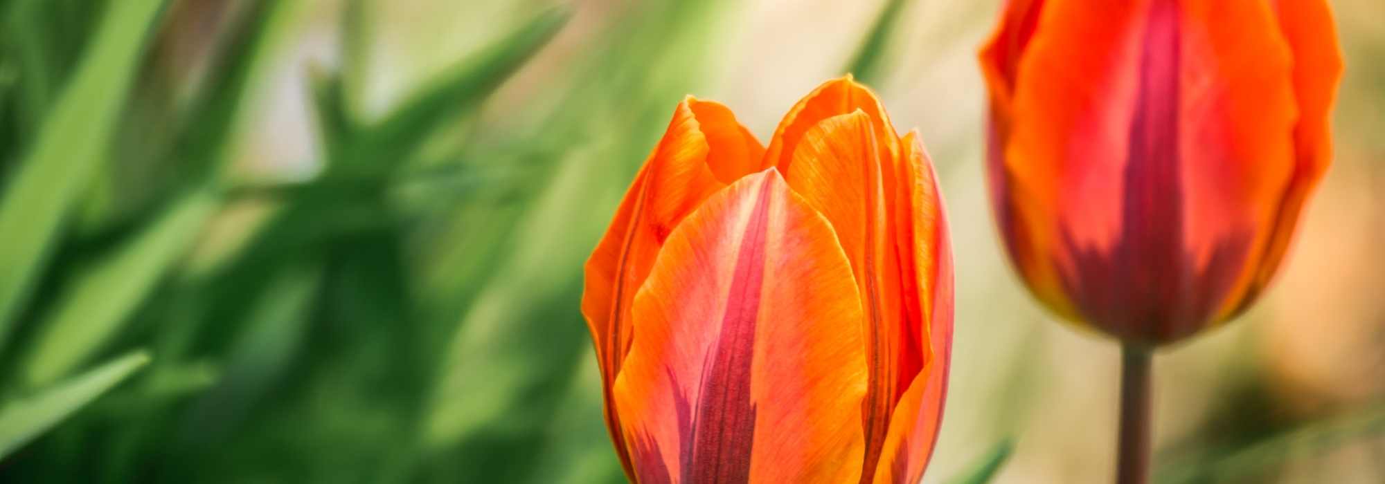 Tulipas: os nossos conselhos para escalonar as florações