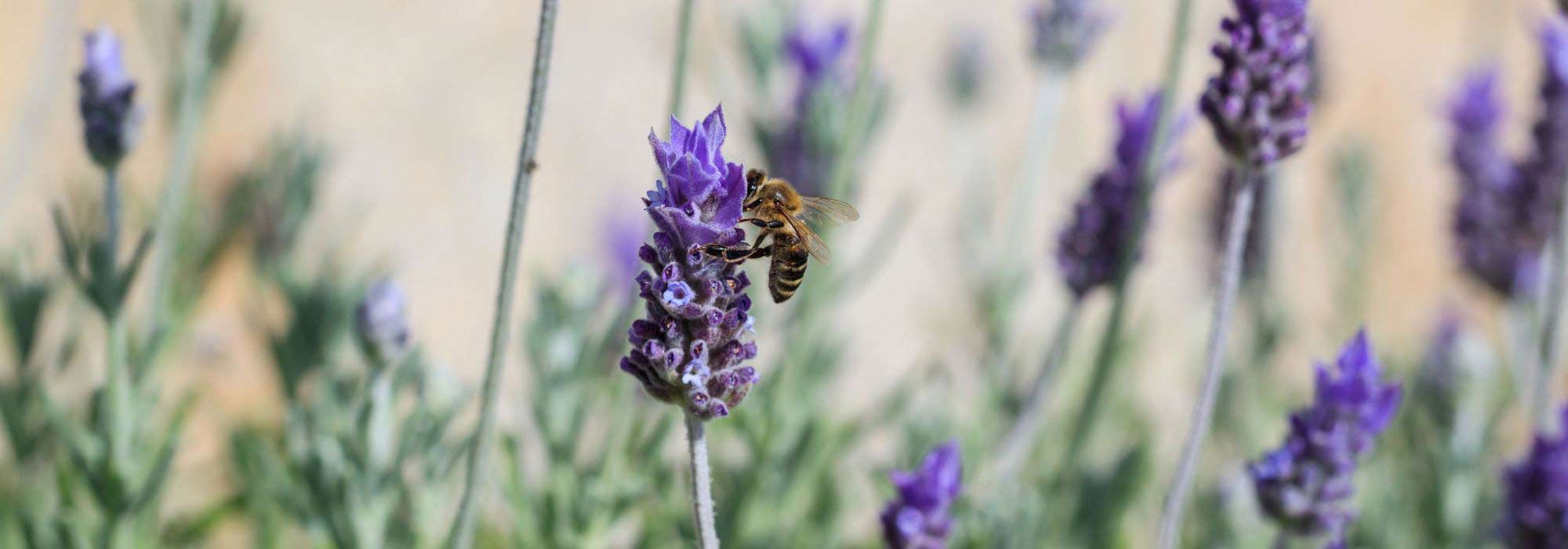 9 plantas perenes melíferas que resistem à seca