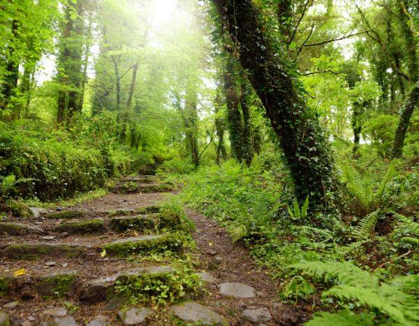5 boas razões para plantar heras