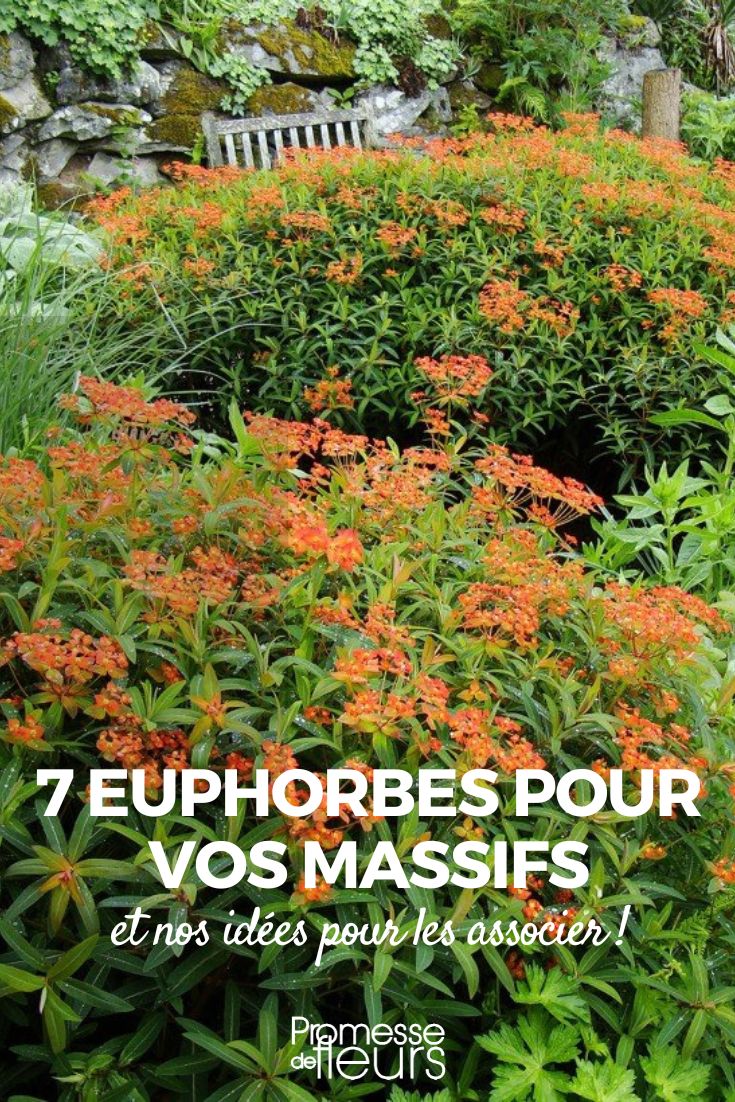 7 eufórbias para canteiro