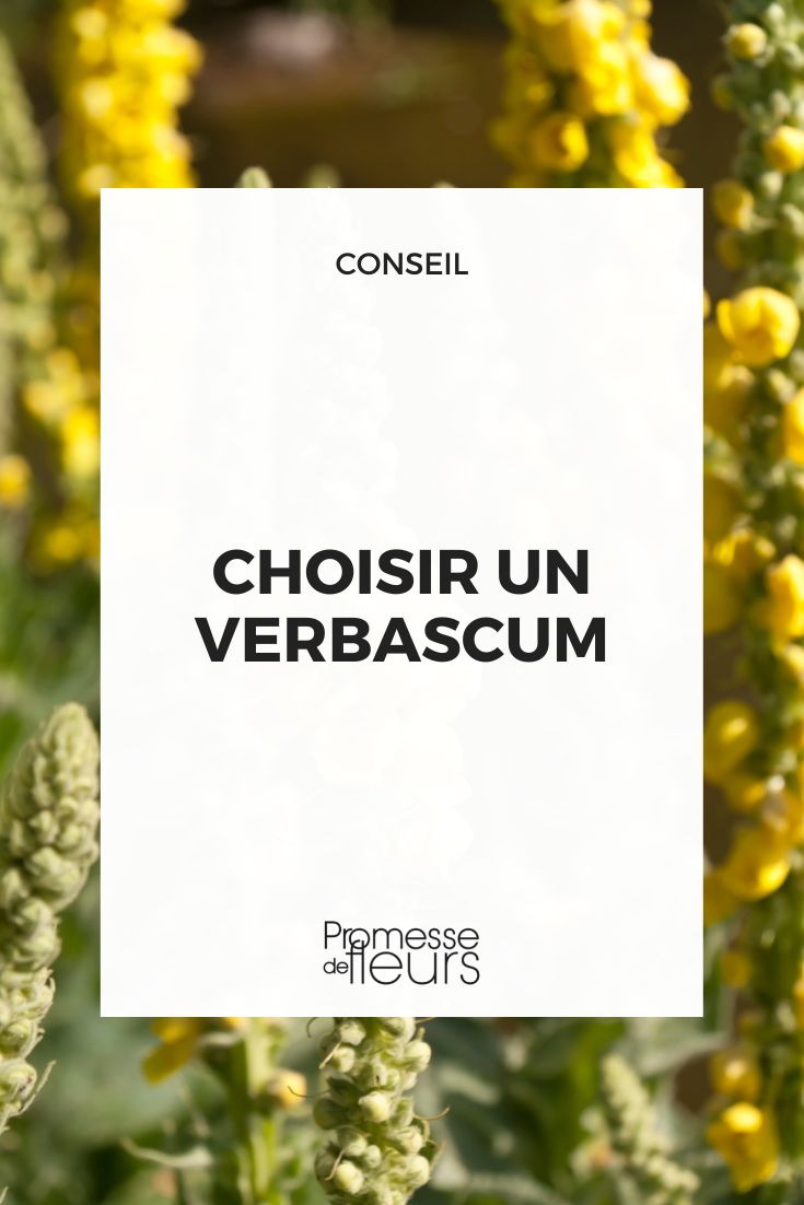 Escolher um verbasco