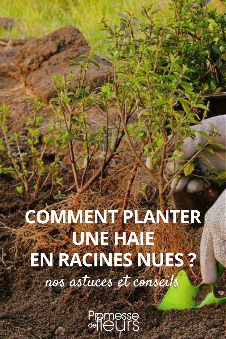 Plantação de arbustos para sebes de raízes nuas