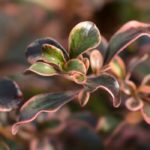 Coprosma, planta-espelho: plantação, cultivo