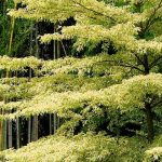 Cornus controversa - Corniso e Cornus alternifolia: plantar e cuidar