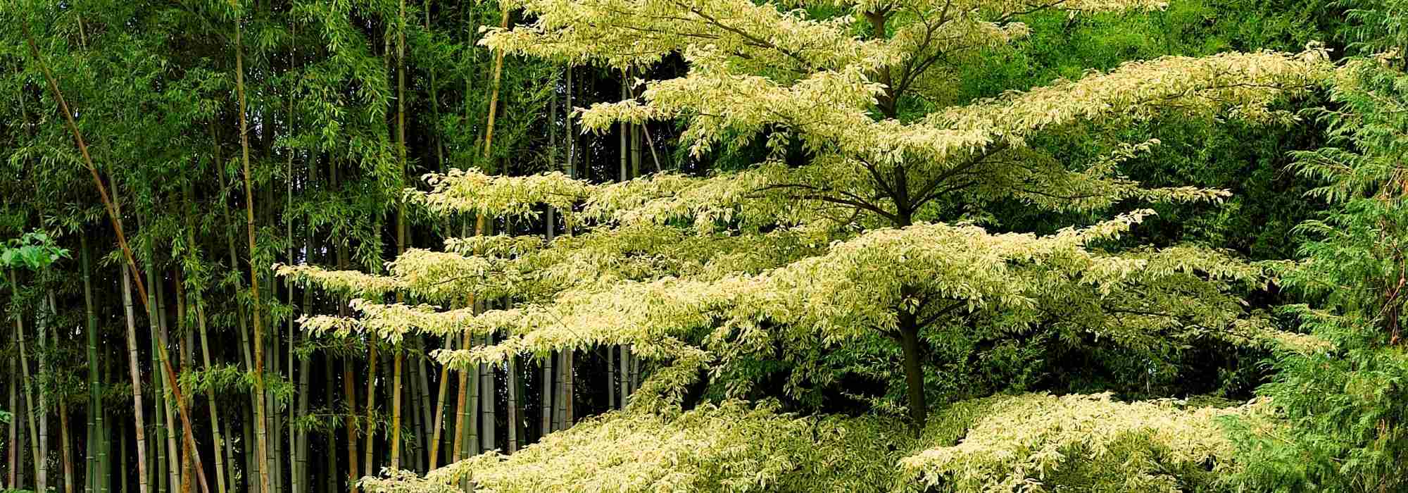 Cornus controversa - Corniso e Cornus alternifolia: plantar e cuidar