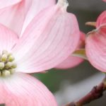 Cornus florida – Corniso-da-flórida: escolher, plantar e cuidar