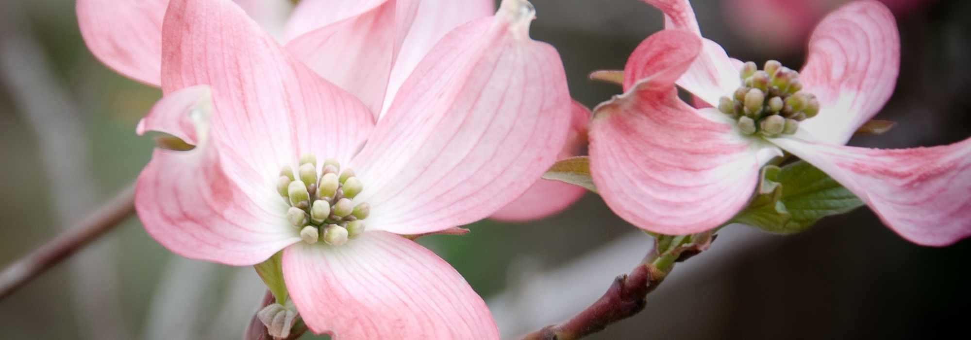 Cornus florida – Corniso-da-flórida: escolher, plantar e cuidar