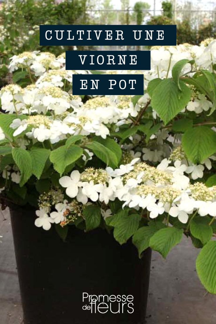 Cultivo de viburno em vaso ou floreira
