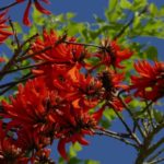 Eritrina, árvore-do-coral: plantação, cuidados
