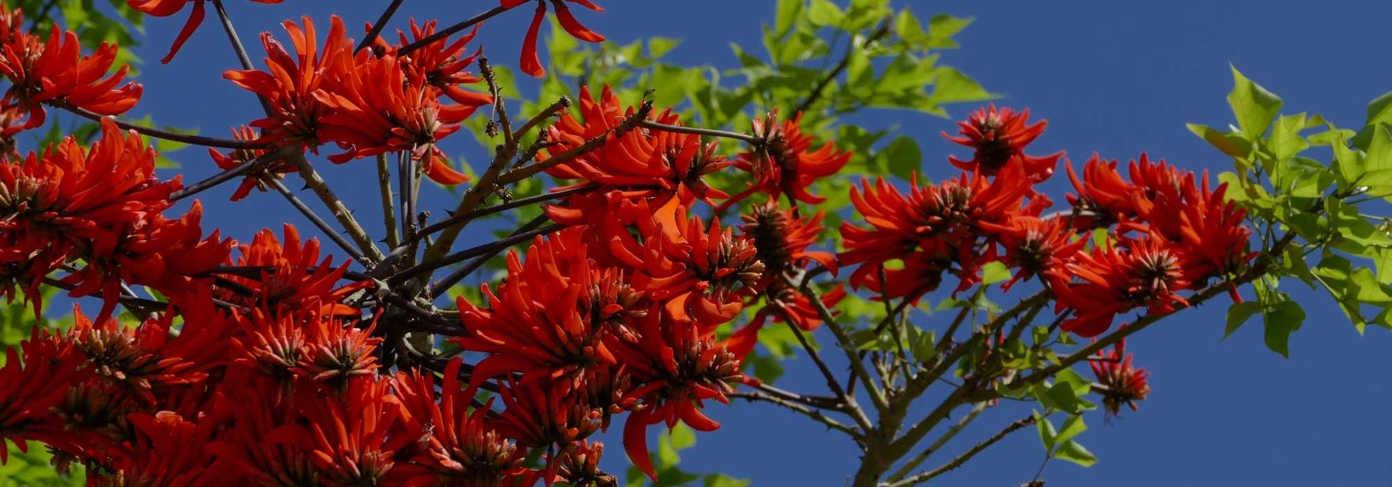 Eritrina, árvore-do-coral: plantação, cuidados